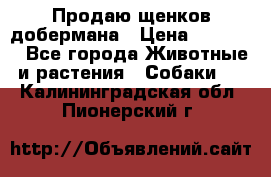 Продаю щенков добермана › Цена ­ 45 000 - Все города Животные и растения » Собаки   . Калининградская обл.,Пионерский г.
